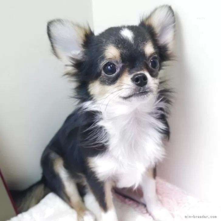 チワワ(ロング)【愛知県・男の子・2025年2月13日・ブラックタン】の写真1「可愛らしく成長しています😊」