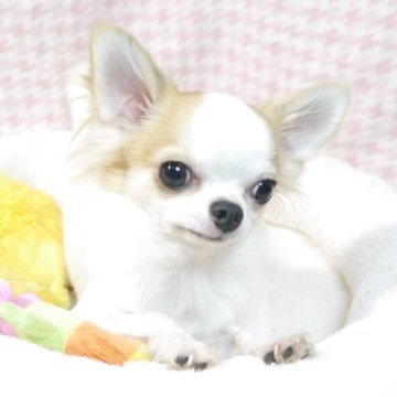 チワワ(ロング)【愛知県・男の子・2025年1月28日・ホワイト&フォーン】の写真「小ぶり予想。お顔の可愛い子です!」