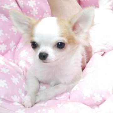 チワワ(ロング)【愛知県・男の子・2025年1月28日・ホワイト&フォーン】の写真「小ぶり予想。お顔の可愛い子です!」