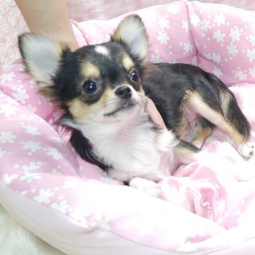 チワワ(ロング)【愛知県・男の子・2025年2月13日・ブラックタン】の写真「可愛い男の子です!」