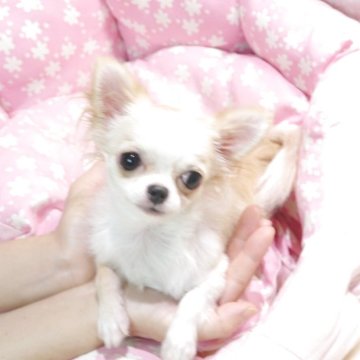 チワワ(ロング)【愛知県・男の子・2025年1月8日・クリーム&ホワイト】の写真「極小～小振り予想8か月で1.1キロ。大きな目が魅力」