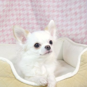 チワワ(ロング)【愛知県・男の子・2024年5月13日・ホワイト&クリーム】の写真「小ぶりサイズで、可愛いお顔🥰」