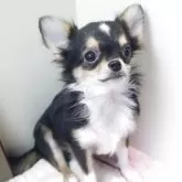 チワワ(ロング)
