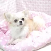 チワワ(ロング)