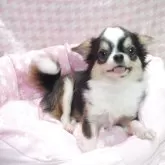 チワワ(ロング)