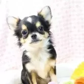 チワワ(ロング)