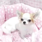 チワワ(ロング)