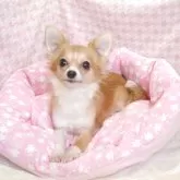 チワワ(ロング)