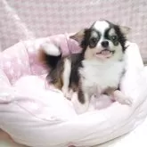 チワワ(ロング)