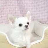 チワワ(ロング)