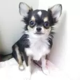 チワワ(ロング)【愛知県・男の子・2025年2月13日・ブラックタン】の写真2