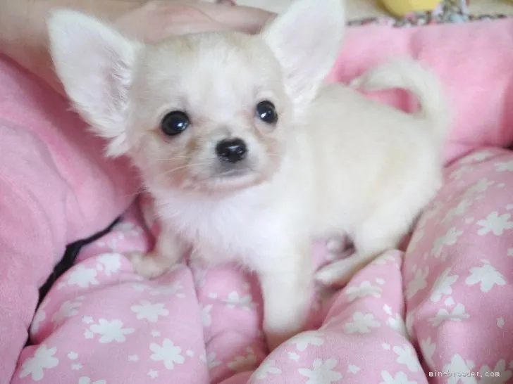 Y.N 様のお迎えした子犬