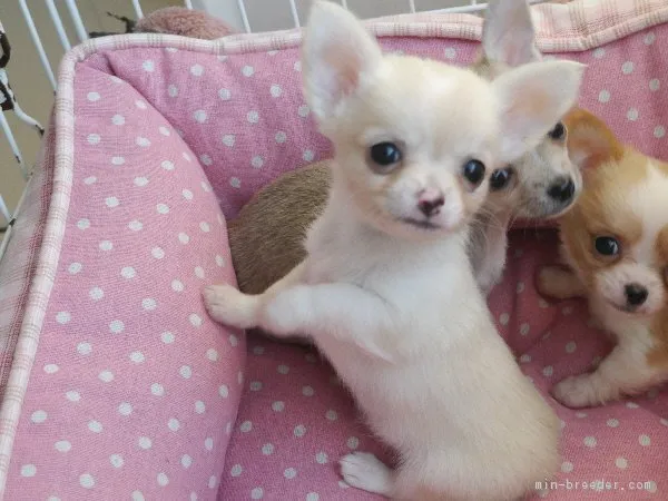 ID:1901-01559の子犬