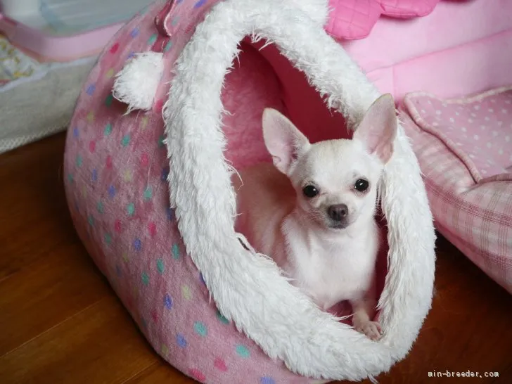 ID:1901-02115の子犬