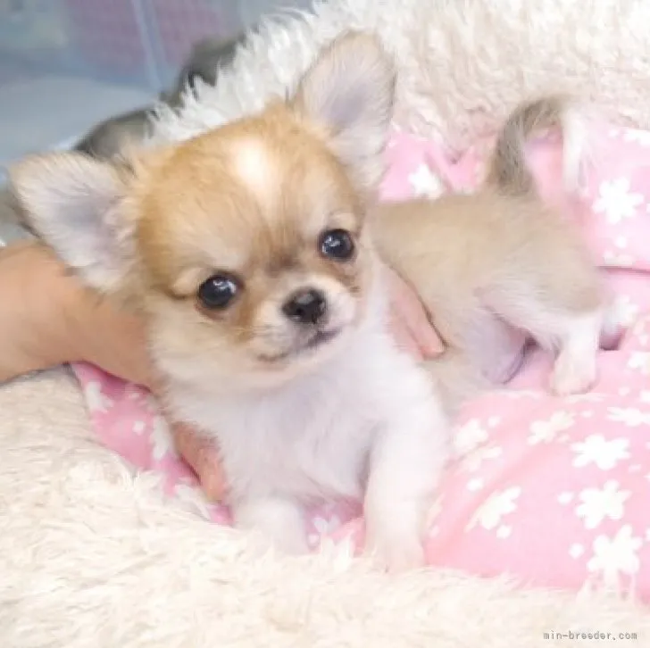 ID：2301-02986の子犬