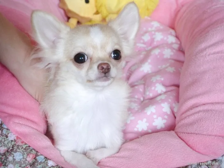 ID：1912-02262の子犬