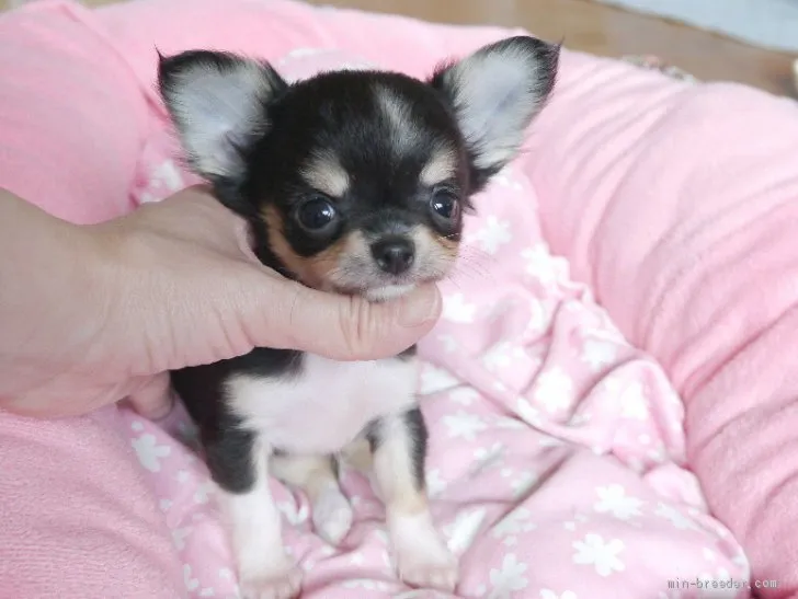 ID:2102-02074の子犬