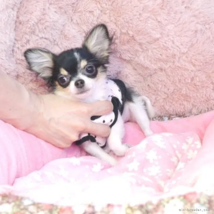 ID:2303-02607の子犬