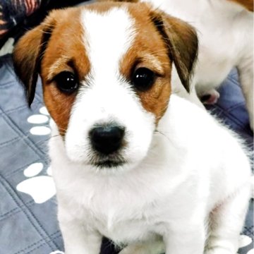 ジャックラッセルテリア【神奈川県・女の子・2025年9月22日・ホワイト&タン】の写真「とてもととのったお顔をしている美人さん」