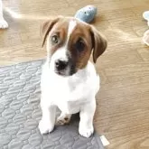 ジャックラッセルテリア