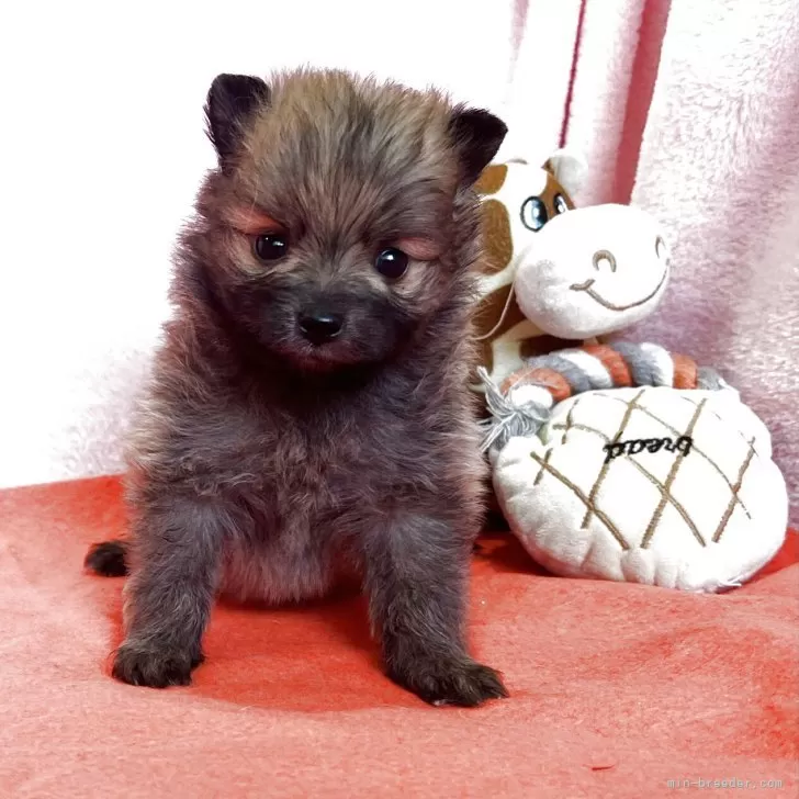 ID：2507-00895の子犬