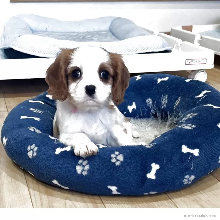 T.T 様のお迎えした子犬