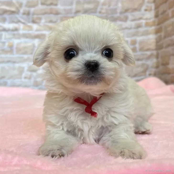 ID:2503-00956の子犬
