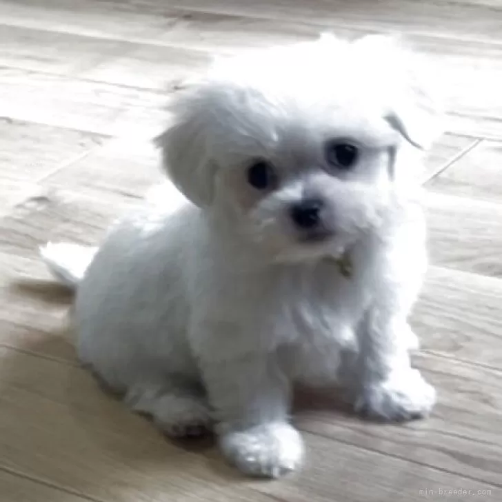 ID：2507-02679の子犬