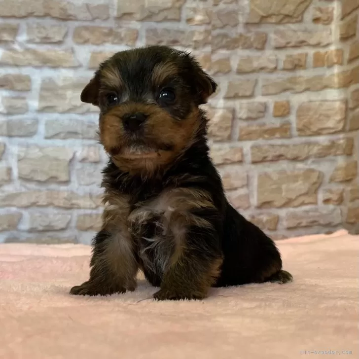 M.T 様のお迎えした子犬