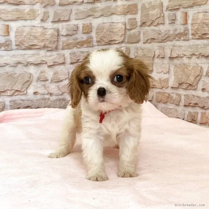 ID：2504-02905の子犬