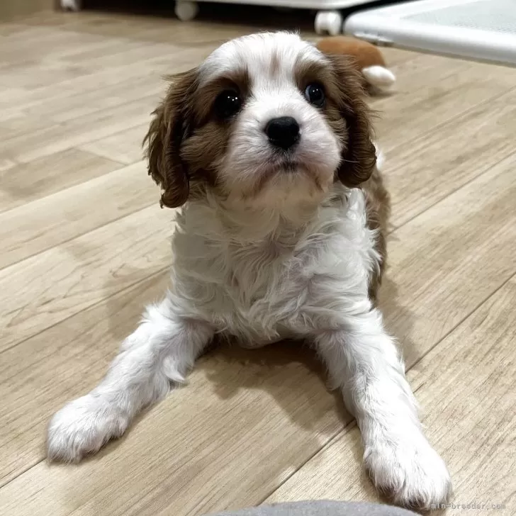 いるか 様のお迎えした子犬