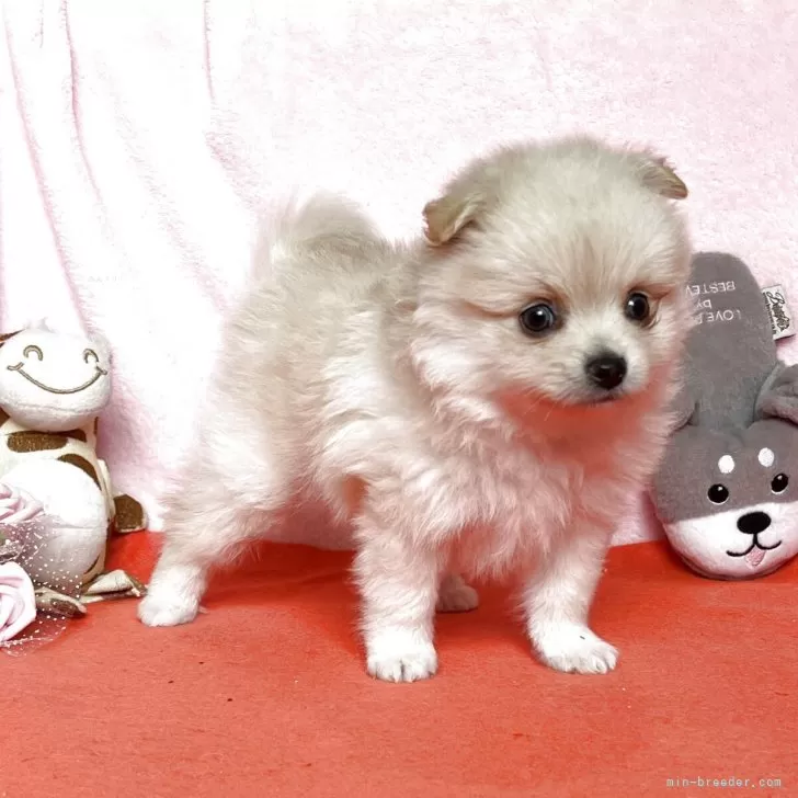 ID:2507-00075の子犬