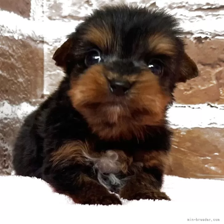 ID：2512-02714の子犬