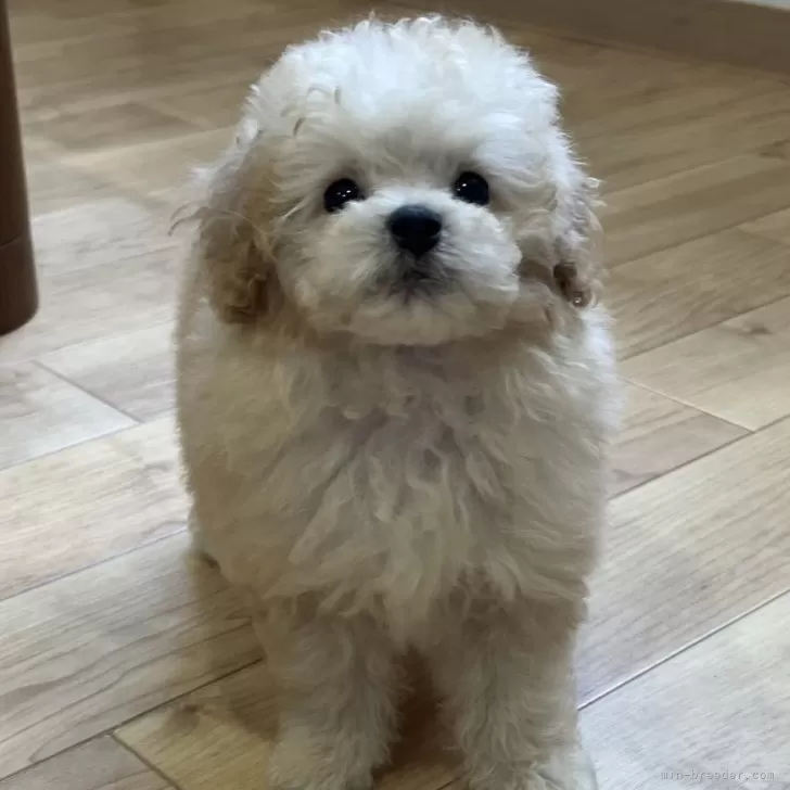 ID：2507-07543の子犬