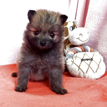 ポメラニアン【鹿児島県・男の子・2025年6月8日・オレンジ】の写真「御家族様決まりました🙇‍♀️ありがとうございます」