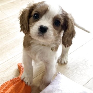 キャバリア【鹿児島県・男の子・2025年10月25日・ブレンハイム】の写真「あどけないお顔の可愛い男の子❣️」