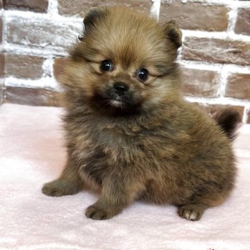 ポメラニアン【鹿児島県・女の子・2025年9月17日・オレンジ】の写真「コロコロふわふわの可愛い女の子💕」