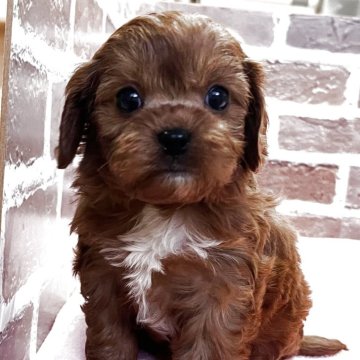 キャバプー(トイプードル×キャバリア)【鹿児島県・女の子・2025年10月23日・レッド】の写真「御家族様決まりました🙇‍♀️ありがとうございます」