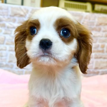 キャバリア【鹿児島県・男の子・2024年9月21日・ブレンハイム】の写真「トイレもバッチリ👍賢い男の子💕」