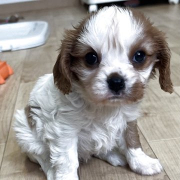 キャバリア【鹿児島県・女の子・2025年10月22日・ブレンハイム】の写真「好奇心旺盛な元気な女の子❣️」