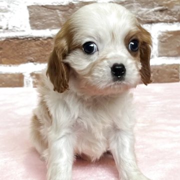 キャバリア【鹿児島県・男の子・2025年10月22日・ブレンハイム】の写真「白が多めでちいさな男の子❣️」