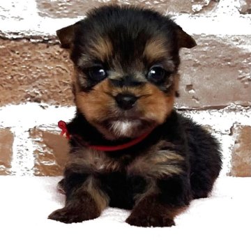 ヨークシャーテリア【鹿児島県・女の子・2025年11月7日・スチールブルー&タン】の写真「甘えん坊の女の子❣️」