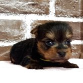 ヨークシャーテリア