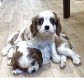 キャバリア