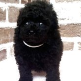 トイプードル(タイニー)