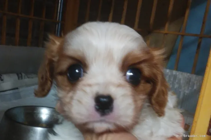 ID：2104-00480の子犬