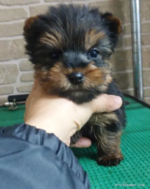 空 様のお迎えした子犬