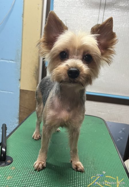 ヨークシャーテリア【・女の子・2021年9月22日・スチールブルー&amp;タン】