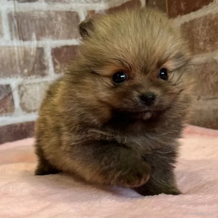 ID:2402-06915の子犬