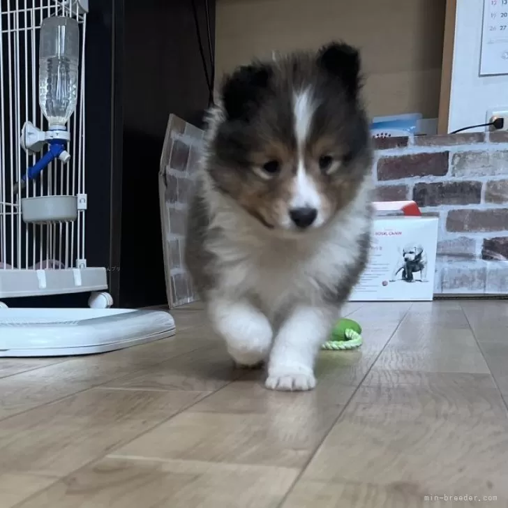 シェットランドシープドッグ【鹿児島県・男の子・2023年10月15日・セーブル】の写真1